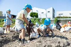 芋掘り遠足でサツマイモを掘る園児たち