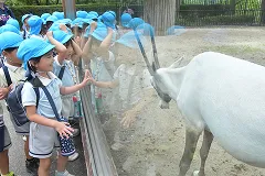 動物園で白いロバを見る園児たち