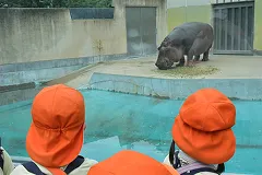 動物園でカバを見る園児たち