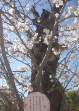 この桜の木を残せ！