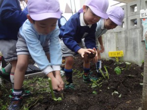 じゃがいも掘り＆もみっ子タイム＆ぷちぱぴ（山崎）