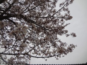春満開間近！！【黒木】