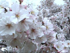 週末ブログ＆桜情報♪（吉鹿）