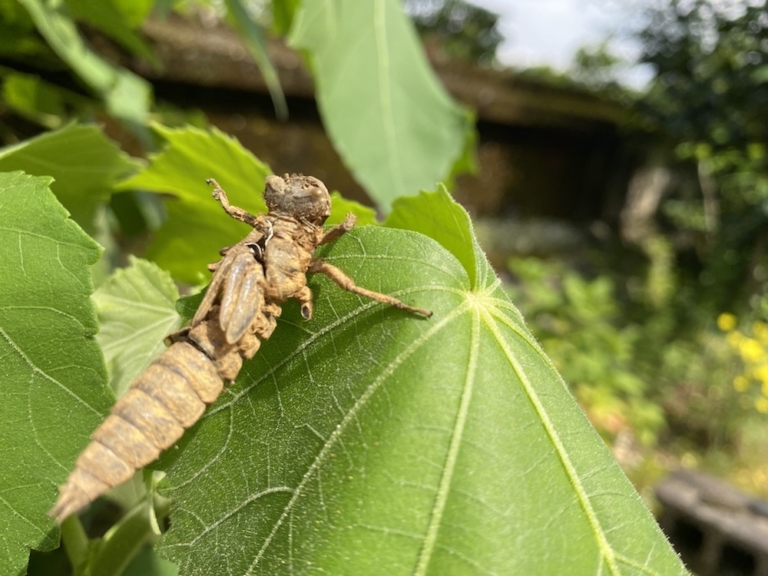 父からもらったもの（吉鹿）