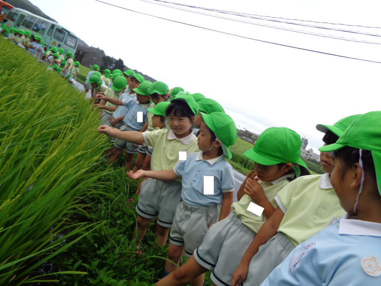 田んぼ見学（平田）