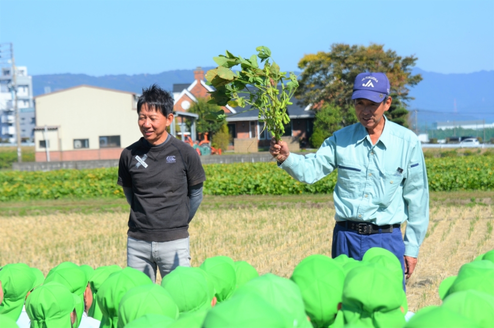 枝豆採り(平田)