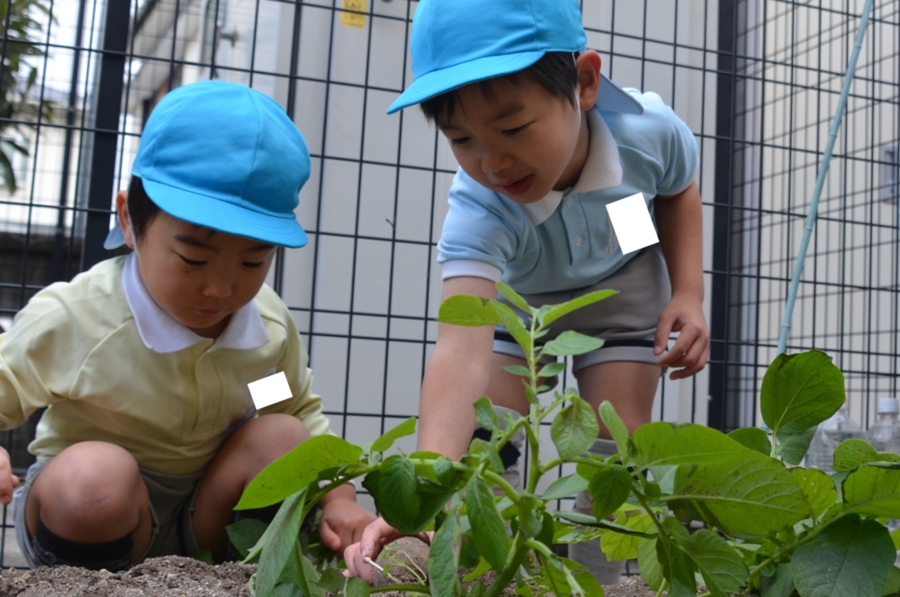 じゃがいも堀り＆異年齢で遊ぼう（村中）