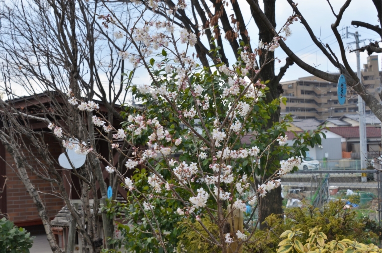 花盛り（森川）