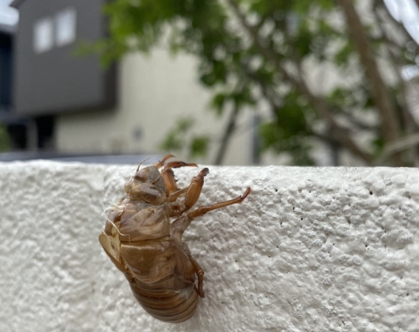 夏、見つけました。（吉鹿）