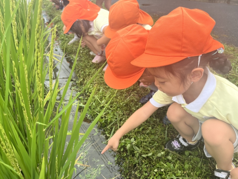 田んぼ見学（木下）