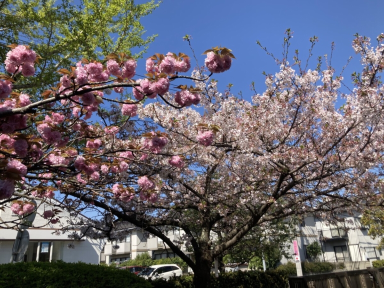 桜も満開！くすの木START！（畑中）