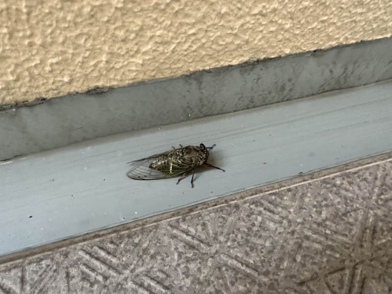 今年もやってきた！（瀧川）