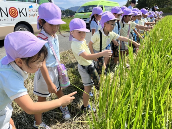 年長田んぼ見学＆今日のもみっ子は？(水嶋)