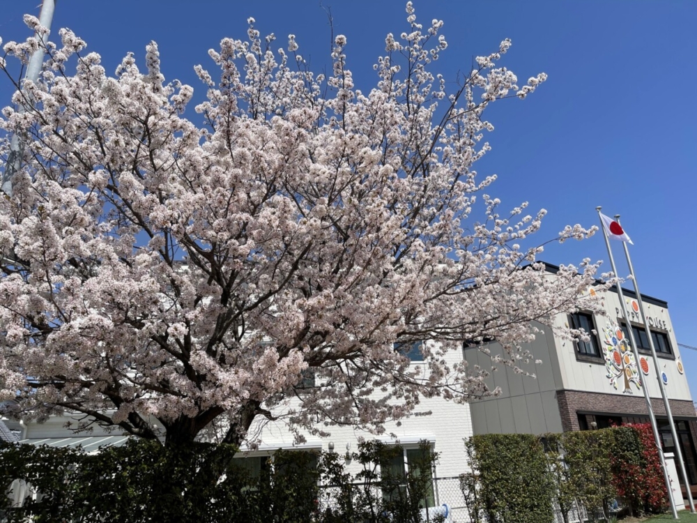 桜前線と共に（週末ブログ・森の木　森川）