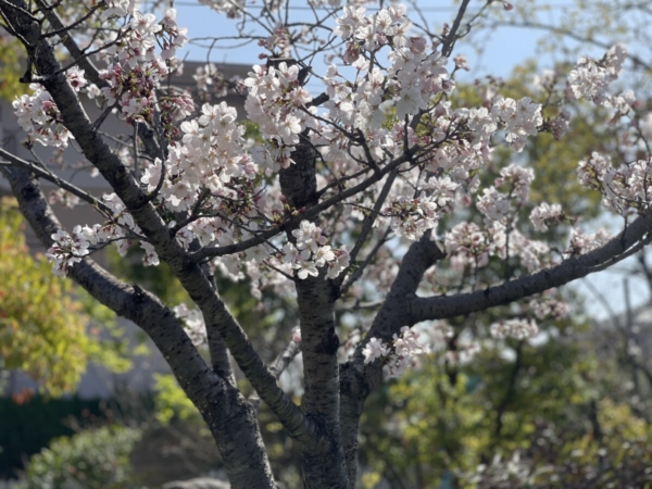 もみの木：令和６年度もみの木START☆(松本)