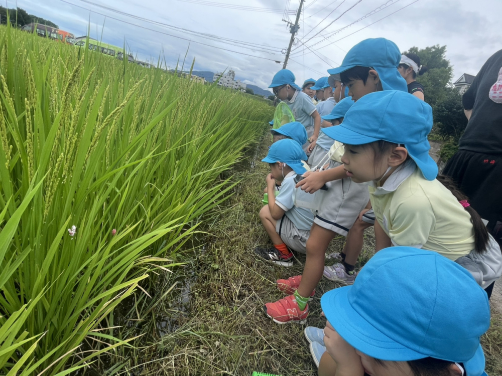 森の木：年長田んぼ見学(寺田）
