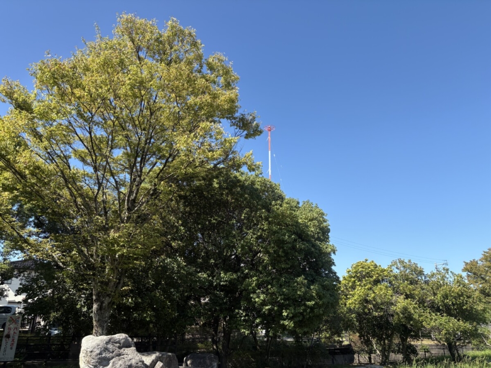 森の木：秋麗　気持ちの良い連休初日（武石）