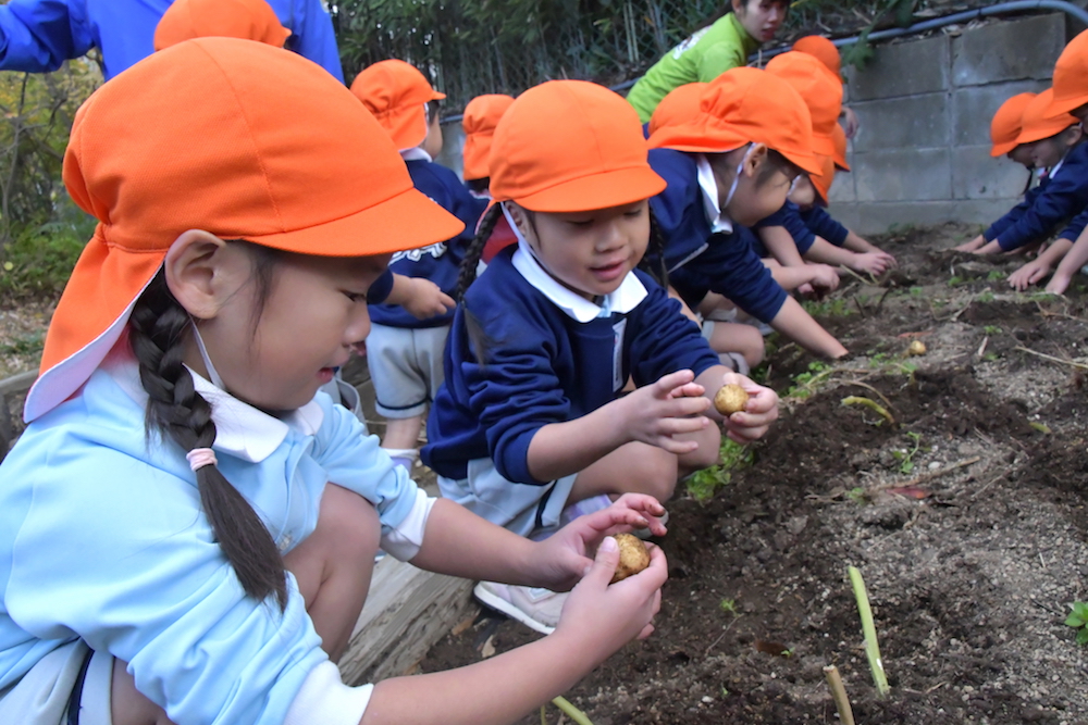 くすの木：年中じゃがいも掘り＆今日のくすっ子（和田）