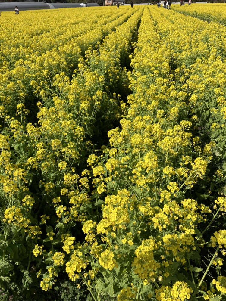森の木：あっという間の幸せな一年（森川）