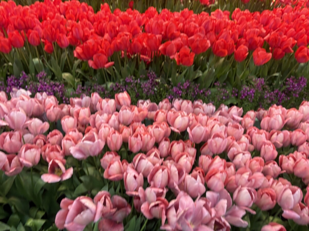 森の木：春は新しい出会いに感謝！（武石）