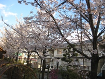 春♪　（中村）