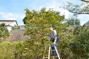 persimmon＝柿　（阿南）