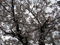 2010325sakura.jpg