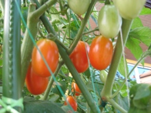 2010726tomatonaru.jpg