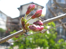 20120328sakura.jpg