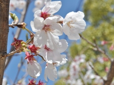 20120407sakura.jpg