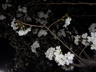 20130321sakura1.jpg