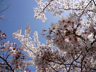 20130328sakura.jpg