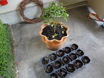 20130625siso2.jpg