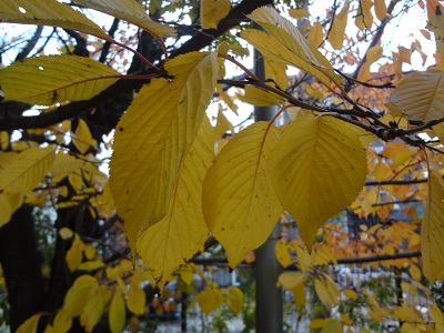 みんなの森で紅葉狩り？！（鹿毛）