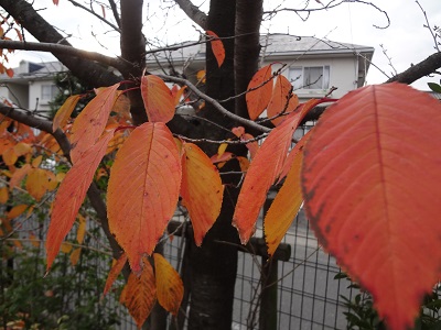 201312103orenji.jpg