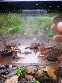 安部恵子です。