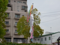 koinobori.jpg