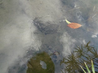 早く来い来い♪【黒永】