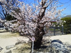 Spring has come【鷹取】